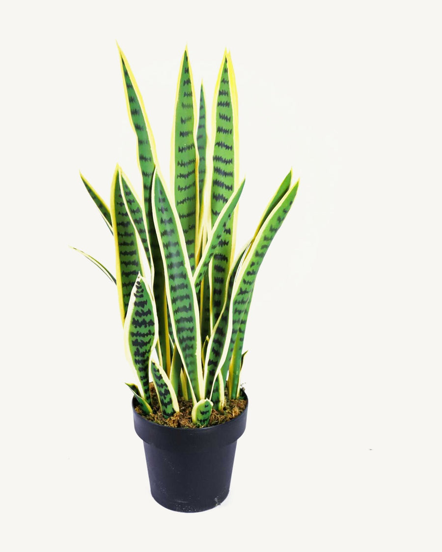 Sienna Artificial Snake Plant, 30.3 in