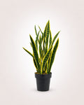 Sansevière Plante artificielle