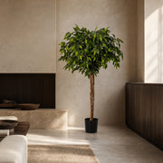 Ficus Tree Natural Touch Indoor Tree