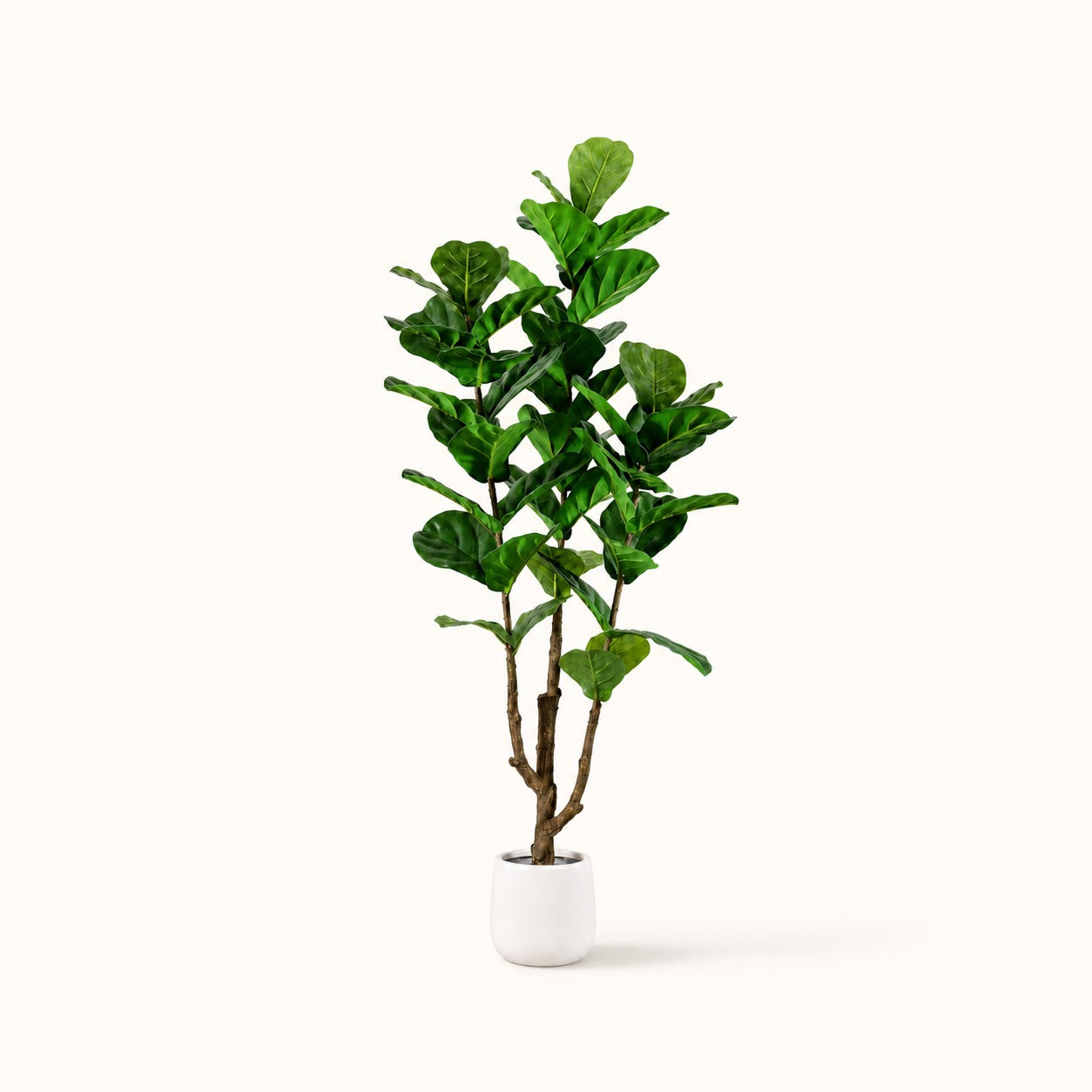 Fiddle Leaf Fig Iconic Indoor Tree