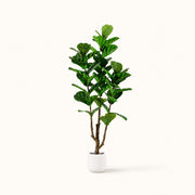 Fiddle Leaf Fig Iconic Indoor Tree