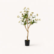 Hydrangea Potted Flowering Plant
