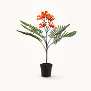Royal Poinciana kunstboom