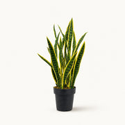 Planta artificial Sansevieria