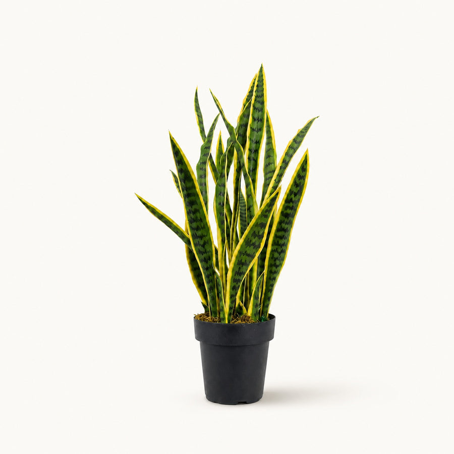 Planta artificial Sansevieria