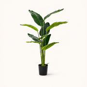 Traveler's Palm Tropical Statement Tree