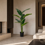 Traveler's Palm Tropical Statement Tree